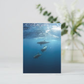 Dolphin-serie Briefkaart (Staand voorkant)