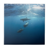 Dolphin-serie Tegeltje (Voorkant)