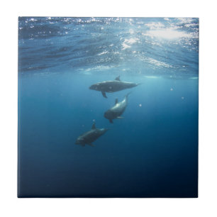 Dolphin-serie Tegeltje