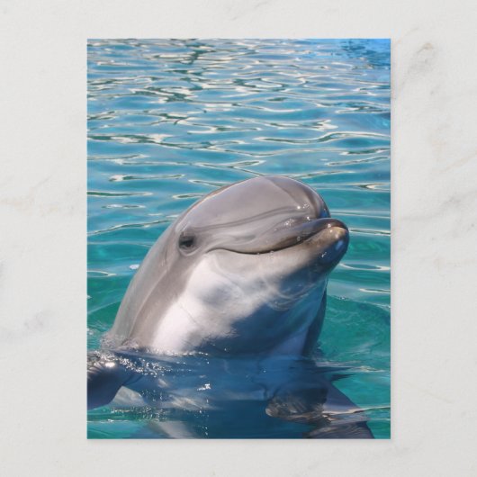 Dolphin Smile Briefkaart (Voorkant)