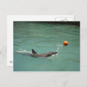 Dolphin-speelbal Briefkaart (Voorkant / Achterkant)