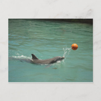 Dolphin-speelbal Briefkaart