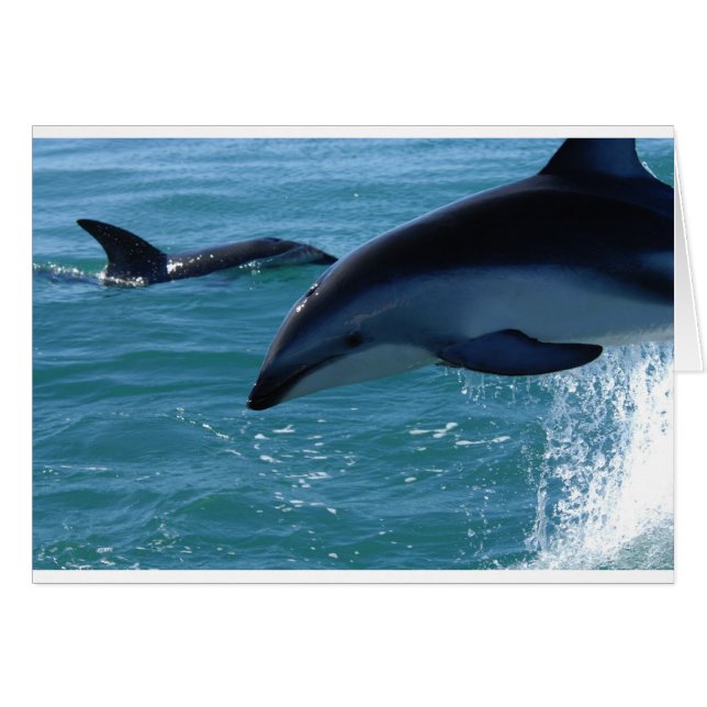 Dolphin Splash Destiny Plage Océan Nature (Devant horizontal)