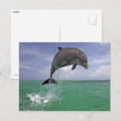 Dolphin-springen Briefkaart (Voorkant / Achterkant)