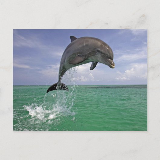 Dolphin-springen Briefkaart (Voorkant)