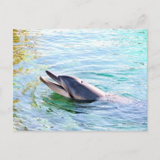 Dolphin Swimming Briefkaart (Voorkant)