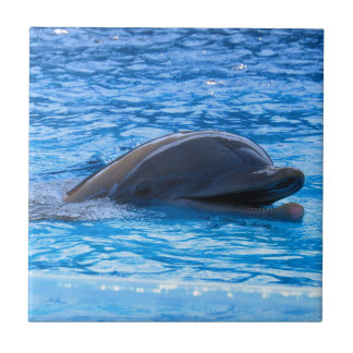 Dolphin Tegeltje