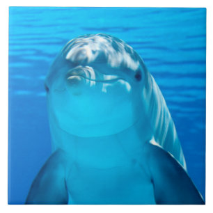 Dolphin Tegeltje