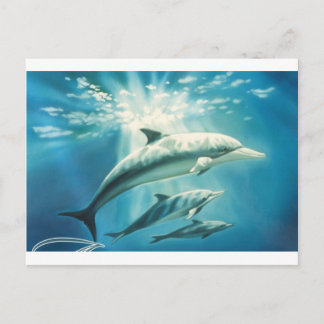 Dolphin Trio Briefkaart