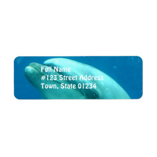 Dolphin Underwater Etiket