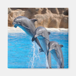 Dolphin Water Beach Tropical Paradise Island Magneet
