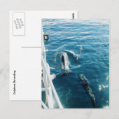 Dolphins Bowriding Briefkaart (Voorkant / Achterkant)