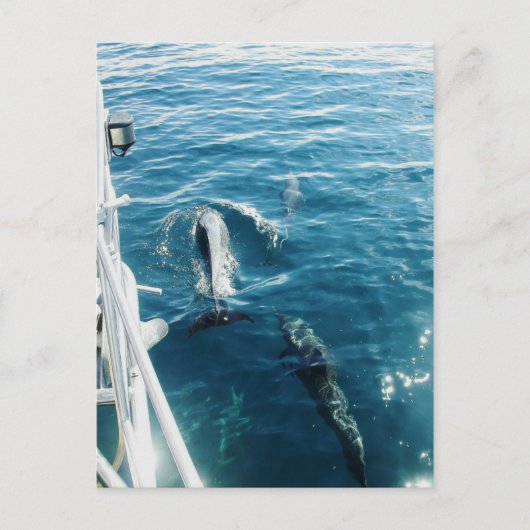 Dolphins Bowriding Briefkaart (Voorkant)