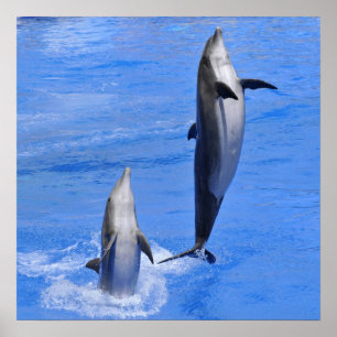 Dolphins jumping out of water poster