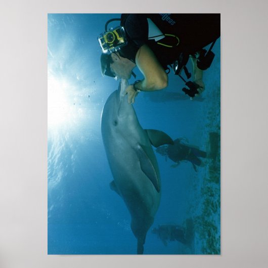 Dolphins Kiss Poster (Voorkant)