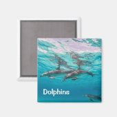 Dolphins Magnet Magneet (Voorkant / Achterkant)
