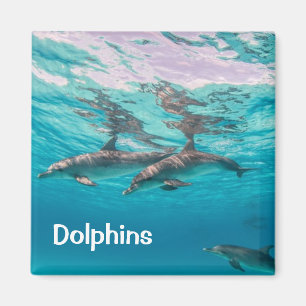 Dolphins Magnet Magneet