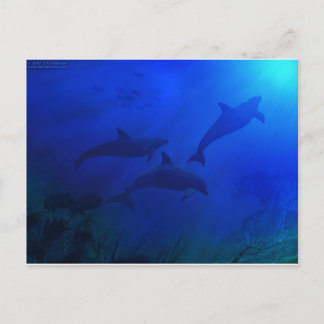 DOLPHINS ONDERWATER BRIEFKAART