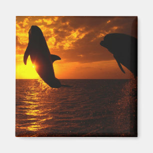 Dolphins Symphony op Sunset Magneet