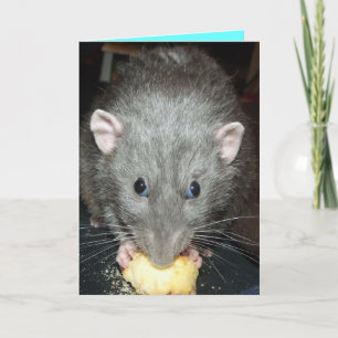 dombo rat eten taart Verjaardagskaart Kaart