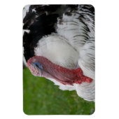 Domesticate Turkey Magneet (Verticaal)