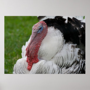 Domesticate Turkey Poster
