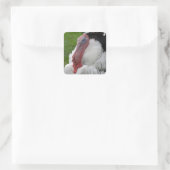 Domesticate Turkey Vierkante Sticker (Tas)
