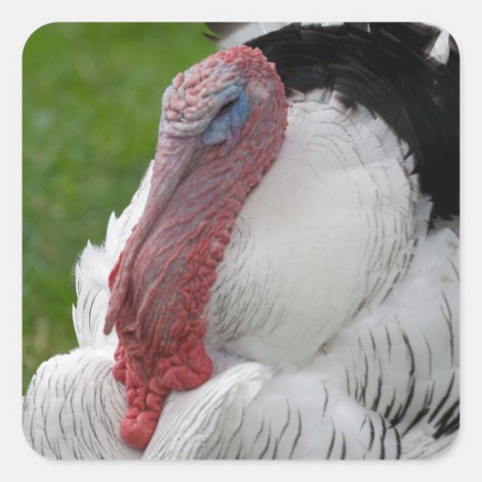 Domesticate Turkey Vierkante Sticker (Voorkant)