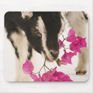 Domesticeerde Britse Alpengeit (kind). Black Muismat