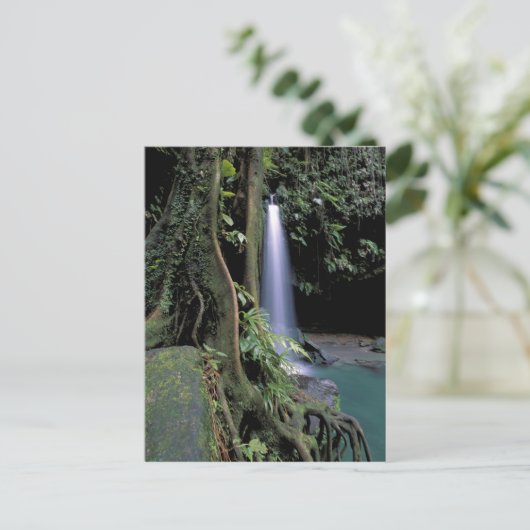 Dominica, Emerald Pool, Waterfall. Briefkaart (Staand voorkant)