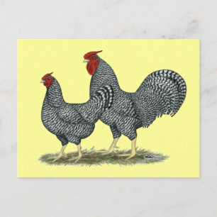 Dominique Chickens Briefkaart