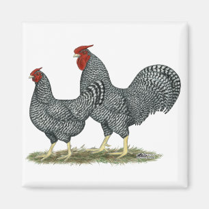 Dominique Chickens Magneet