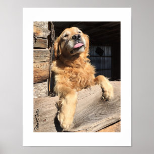 Dommige Goud Retriever Foto Poster