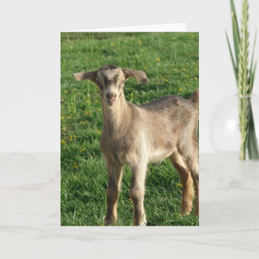 Donder bij één week oud kaart (Voorkant)