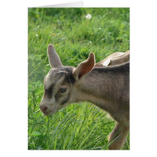 Donder van twee weken oud (Voorkant)