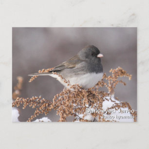 Donker-eyed Junco Briefkaart