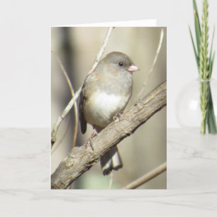 Donker-eyed Wenskaart Junco Kaart
