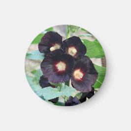 Donker Zwarte Driebloemige Viola Bloem Foto Ontwer Magneet