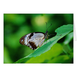 Donkerbruin en grijze vlinder