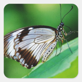 Donkerbruin en grijze vlinder vierkante sticker