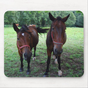 Donkerbruine paarden op weiland muismat