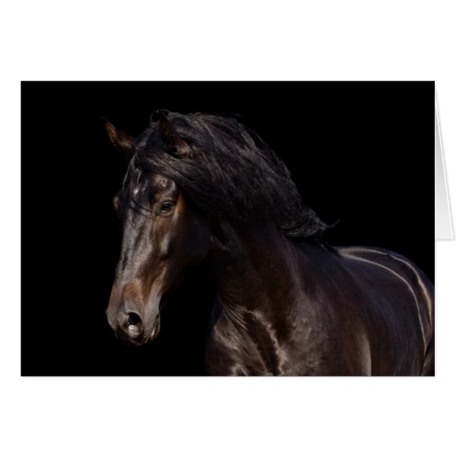 Donkere baai (Voorkant Horizontaal)