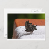 Donkere Camouflage Butterfly Briefkaart (Voorkant / Achterkant)