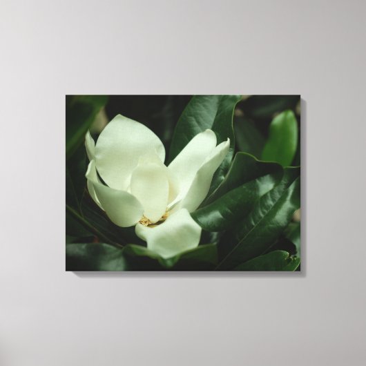Donkere Magnolia Canvas Afdruk (Voorkant)
