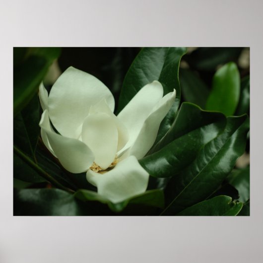 Donkere Magnolia Canvas Afdrukken Poster (Voorkant)
