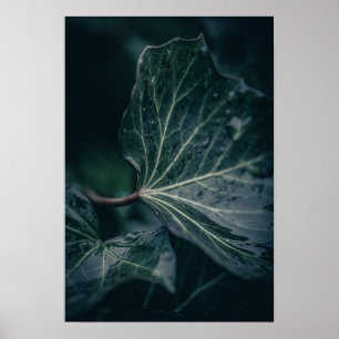 Donkere Natuur met blauw Ivy Leaf Poster