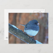 Donkere oyed Junco Sparrow Briefkaart (Voorkant / Achterkant)