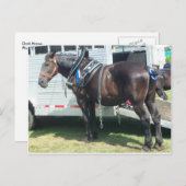 Donkere paarden briefkaart (Voorkant / Achterkant)