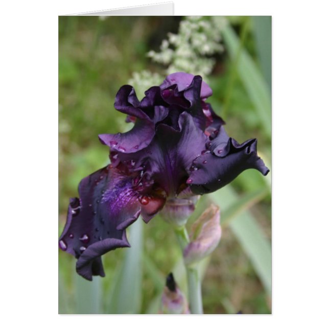 Donkere Paarse Iris (Voorkant)