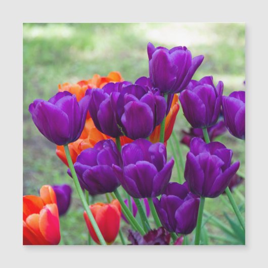 Donkere paarse tulpen (Voorkant)